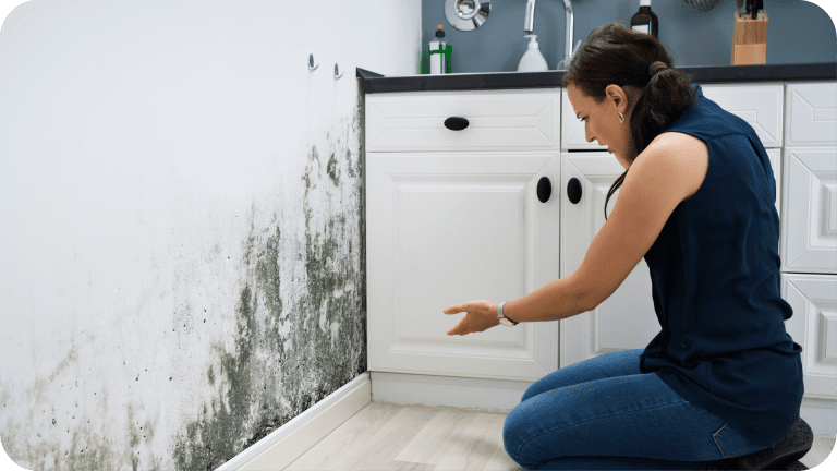 Mold-damage-remediation-services